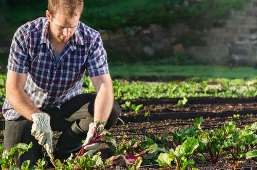 A man with ginger hair and a beard, wearing a blue and white checkered shirt and gardening gloves, is kneeling in a landscaped garden or backyard. He is carefully harvesting or tending to leafy vegetables, possibly Swiss chard, which have dark green leaves and reddish stems. The garden features well-maintained, parallel rows of soil with healthy, green plants, and there are patches of sunlight filtering through nearby trees, illuminating the growing area. In the background, blurred lush greenery and trees suggest a quiet outdoor space, typical of residential gardens in Sydenham or nearby South London areas, highlighting gardening services related to vegetable cultivation and garden maintenance provided by Landscapers Sydenham.