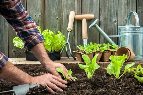 The image shows a gardener planting young leafy green plants in a freshly prepared garden bed with dark, rich soil in a residential outdoor space. The garden is situated in a backyard or front garden setting, with a wooden fence in the background. Gardening tools such as a small hand trowel, native watering can, and various garden tools with wooden or metal handles rest against the fence. The garden bed is bordered by weathered wooden planks, separating it from a nearby lawn or paving area, though only the soil and planting area are visible in detail. The gardener's hands are actively placing seedlings into the soil, wearing a plaid shirt with rolled-up sleeves. To the left, a black container holds a green lettuce or similar vegetable, indicating ongoing planting activity. The scene is well-lit, suggesting daytime with natural sunlight, and reflects a neat, organized outdoor space aligned with professional gardening services like Landscapers Sydenham, supporting flower bed creation and planting projects in Sydenham or nearby areas.