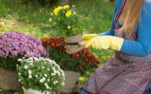 The image shows a woman wearing a blue long-sleeve top, a plaid apron, and yellow gardening gloves, tending to a collection of potted flowering plants in a garden. She is using pruning shears to trim or shape the yellow and red flowers while sitting in a lush outdoor setting. In the foreground, there are three large pots with vibrant, blooming chrysanthemums in shades of yellow, white, and purple. The garden surface features a combination of grass and soil, with the background displaying a green lawn and additional foliage, suggesting a well-maintained, landscaped outdoor space typical of residential gardens in Sydenham. The natural daylight indicates a clear weather condition, ideal for gardening activities, and the scene reflects careful outdoor plant care that a professional gardening service like Landscapers Sydenham would provide.