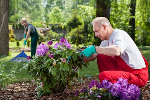 A gardener wearing red trousers, a white shirt, and teal gardening gloves is kneeling on the ground, carefully tending to a flowering shrub with large purple and pink blossoms in a well-maintained garden. The garden features a neatly edged flower bed with freshly mulched soil, and in the background, a second person can be seen trimming or planting amidst tall, leafy green trees and shrubs, suggesting a lively outdoor space in Sydenham. The scene is illuminated by natural daylight, with vibrant green foliage and colourful flowers contributing to a peaceful, landscaped environment. This outdoor area appears part of a landscaped garden with a mix of flowering plants, mown grass, and mature trees, typical of residential gardens within the local area. The image emphasizes lawn care, shrub pruning, and general outdoor maintenance, consistent with gardening services offered by Landscapers Sydenham in the vicinity of the Postcode SE26, supporting their expertise in garden and landscape improvements.