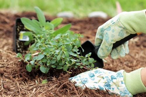A person wearing gardening gloves is planting a small green shrub into a prepared garden bed with rich, dark soil. The plant has oval-shaped leaves and is positioned near an existing edge of the flower bed, which appears bordered by natural soil. In the background, there is lush, green grass and blurred garden elements, suggesting a well-maintained outdoor space typical of a residential garden in Sydenham. The planting action is central, with the hands carefully placing the shrub to ensure proper positioning for healthy growth. This scene reflects typical gardening activities, including planting and soil preparation, in a suburban garden setting that may be part of a landscaping service performed by Landscapers Sydenham. The natural lighting indicates a bright day, suitable for outdoor gardening work, and the setting showcases attention to detail in garden design and plant care, aligned with professional landscape and gardening services for local homes.
