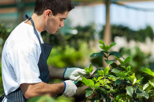 A young male gardener wearing a white t-shirt, a blue-striped apron, and white gardening gloves is working in a lush green garden, carefully tending to a plant with broad, glossy green leaves. The garden features a well-maintained lawn in the foreground, bordered by a variety of shrubs and small bushes. In the background, there are trees and flowering plants, with natural sunlight filtering through a transparent greenhouse or conservatory roof, creating a bright outdoor environment. The scene highlights professional gardening care, possibly by Landscapers Sydenham, with attention to plant health and sustainable outdoor maintenance, fitting within a landscaped yard in Sydenham, South East London, linked to recycling and sustainability practices.