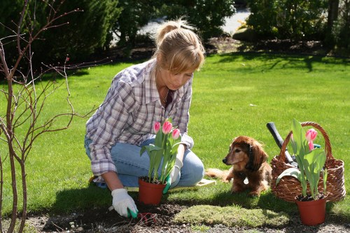 A woman with blonde hair tied back, dressed in a checked shirt and blue jeans, is kneeling on a neatly maintained green lawn in a garden in Sydenham, London, while planting tulips in a small terracotta pot. She is wearing gardening gloves and appears focused on her task, with a small brown puppy sitting nearby, observing her. To her right, there are two additional tulip plants in matching pots, with pink blooms and green foliage, placed beside a woven basket filled with gardening tools and another potted plant. The garden setting features a lush lawn with well-defined flower beds, bordered by a hedge and scattered shrubs in the background. Sunlight illuminates the scene, suggesting clear weather, with a natural, inviting outdoor environment characteristic of a typical residential garden in Sydenham, where gardening services by Landscapers Sydenham might be offered to enhance outdoor spaces with planting and landscaping solutions.