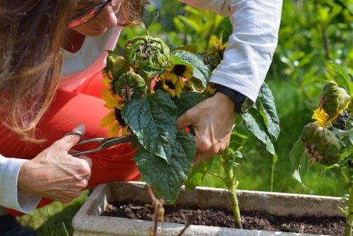 An outdoor garden scene showing a person tending to a sunflower plant in a rectangular planter box filled with soil. The garden includes lush green foliage and other plants in the background, with the focus on the person's hands gently supporting the sunflower's stem. The person is wearing a white long-sleeve shirt and a black watch, with sunlight illuminating the vibrant green leaves and yellow sunflower flower buds. The setting appears to be a well-maintained backyard or garden area typical of residential landscaping in Sydenham, with natural light and a clear weather condition. This image reflects gardening activities related to planting and caring for flowering plants as part of outdoor landscape maintenance by professionals like Landscapers Sydenham.